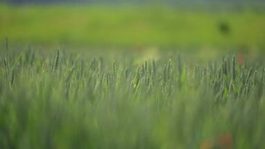 Güneşli bir bahar gününde rüzgarda dans eden taze yeşil buğdayın yavaş çekim görüntüleri.