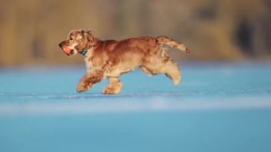 Mutlu Spaniel donmuş bir yüzeyde koşuyor, kuyruğunu sallıyor ve heyecandan zıplıyor.