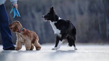 İki mutlu köpek, Spaniel ve Border Collie, donmuş gölü geçerek, kış manzarasında oynuyorlar.