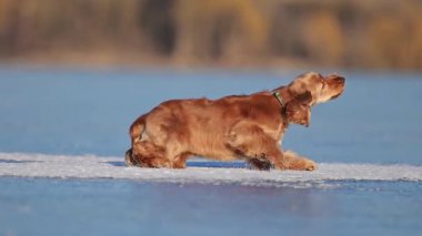 Golden Retriever Spaniel buzlu zeminde oynuyor, koşuyor, zıplıyor ve kış eğlencesinin tadını çıkarıyor.