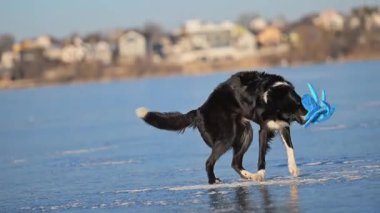 Komik Border Collie bir ahtapot oyuncağıyla çılgınca oynuyor, kışın donmuş bir gölde sallıyor.