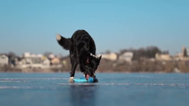 Border Collie buzlu gölde ahtapot oyuncağını çılgınca sallıyor, eğlenceli ve eğlenceli bir kış sahnesi.