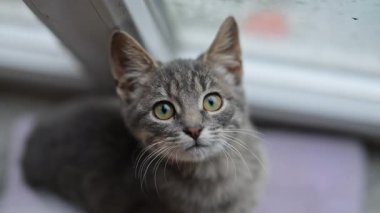Yeşil gözlü sevimli kedi yavrusu pencerenin yanında oturur, kameraya bakar, yumuşak ışık