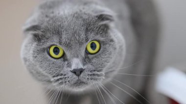 4K 'deki şirin İskoç kedisi, büyük sarı gözleriyle şaşkınlıkla bakıyor, duygusal tepki veriyor.