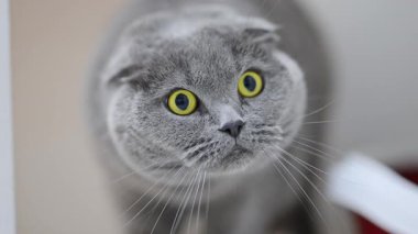 Bir İskoç kedisine yakın çekim. Şok olmuş görünüyor. İfade eden sarı gözleri ve komik tepkisi var.