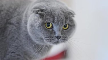Gri İskoç kedisi Altın gözlü Şoka girmiş, tapılası ve komik bir hayvan tepkisi