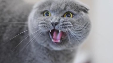 Gri İskoç Katlayan kedi saldırganca tıslıyor, geniş sarı gözlerle şaşkınlık ve duygular gösteriyor.