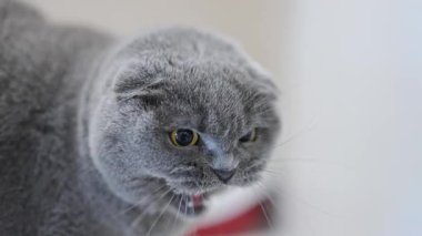 Şok olmuş İskoç kedisi tıslar yüksek sesle, ağzı açık, sarı gözleri saldırganlık içinde