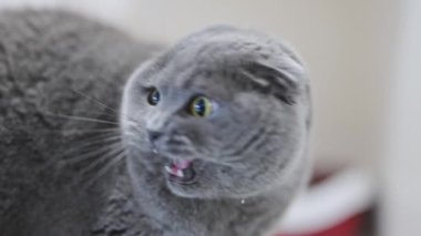 Şaşırmış İskoç kedisi saldırganca tıslıyor, güçlü duygular gösteriyor, ağzı açık.