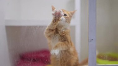 Sevimli kızıl kedi pençeleri cama yapışmış, dikkat çekmek için can atıyor yürek ısıtan yavaş hareketlerle.