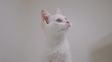 Hafif kızıl benekli beyaz kedi yavrusu zıplar ve kusursuz beyaz bir düzende ağır çekimde keşfeder.