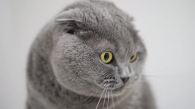 Gri İskoç katlanmış kedinin şoke olmuş sarı gözleri neşe içinde yukarı bakarken makro çekimi.