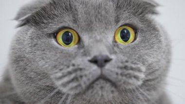 İskoç kedisinin Macro 'su Gülünç bir ifadeyle ve büyük sarı gözleriyle