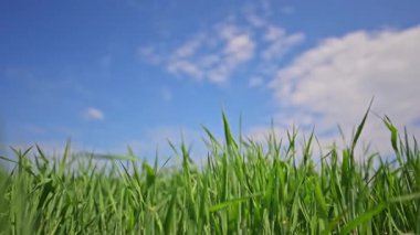 Bereketli çayır çimenleri parlak mavi gökyüzünün altında rüzgarda hareket ediyor, yavaş çekim güzelliği.