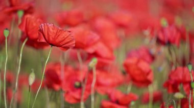 Yakın plan kırmızı gelincikler yeşil alanda yavaşça hareket ediyorlar.