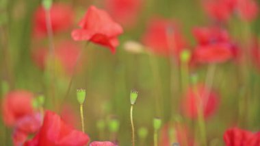 Kızıl kır çiçeklerinin huzur dolu ağır çekimleri