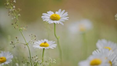 Papatya tarlası yaz gökyüzünün altında usulca ilerliyor.
