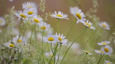 Güneşli bir alanda açan papatya çayı