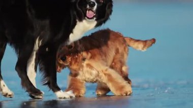 Bir Spaniel ve Border Collie neşeyle koşar ve oynar Donmuş bir gölde, enerji ve kış eğlencesiyle