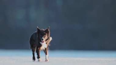 Border Collie neşeyle donmuş gölü keşfeder, buzlu arazide koşar ve oynar.