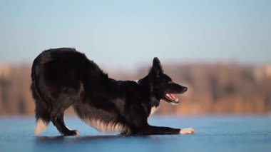 Collie sınırı buzun üzerinde zarif bir şekilde duruyor, sakin ve soğuk bir kış atmosferiyle çevrili.