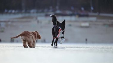 Siyah ve beyaz Border Collie ve Spaniel kış buzunda şakalaşarak birbirlerini kovaladılar.