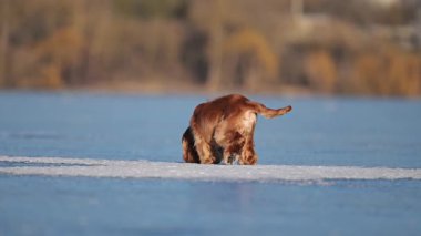 Meraklı bir spanyel buzda yürüyor, dikkatlice keşfediyor, kış manzarasında sevimli ve komik adımlar atıyor.