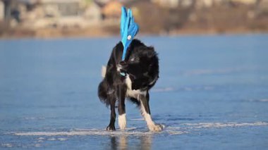 Enerji Sınırı Collie, buz gibi gölün üzerinde bir ahtapot oyuncağı fırlatır ve soğukta eğlenir.