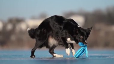 Komik Border Collie buzlu kış zemininde ahtapot oyuncağını sallıyor, neşeli ve enerjik.
