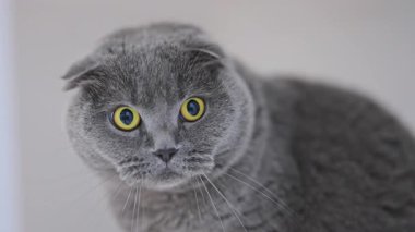 Gri İskoç kedisinin şaşırmış ifadesi, şaşkın ve meraklı, komik hayvan anı