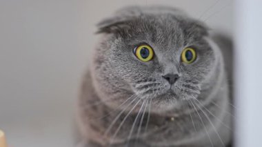 Sevimli katlanmış kulakları ve büyük gözleri olan İskoç kedisi şaşırmış, komik ve anlamlı görünüyor.