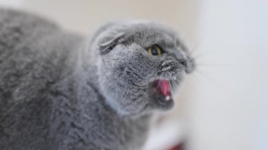 Kızgın İskoç kedisi tıslıyor ağzı açık ve delici sarı gözleriyle, duygularla dolu