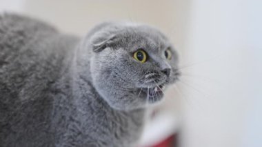 Vahşi İskoç kedisi tıslıyor, gözleri şoke olmuş, ağzı saldırganlıkla açık.