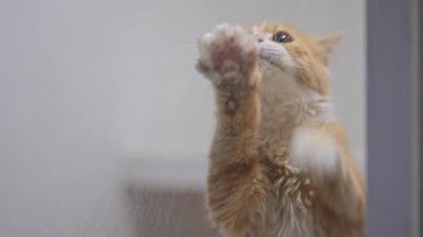 Kızıl bir kedinin yürek ısıtan ağır çekimleri pençeleriyle nazikçe uzanan, şefkat isteyen