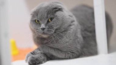 Sarı gözlü İskoç kedisi komik duruyor, patileri çapraz, şaşkınlık ve merakla bakıyor.