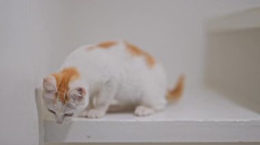 Kızıl benekli sevimli pofuduk kedi yavrusu parlak beyaz bir arka planda keşfedip oynuyor, yavaş çekimde.