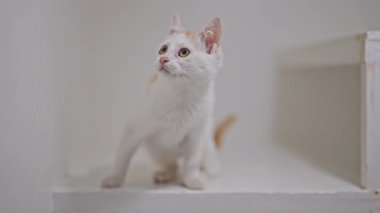 Beyaz kürklü ve kızıl benekli sevimli kedi yavrusu, beyaz arkaplanda neşeyle oynuyor, 4K