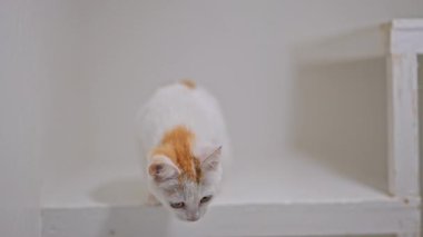 Kızıl benekli meraklı beyaz kedi yavrusu neşeli bir şekilde çalıyor ve keşfediyor, yumuşak bokeh arkaplan, 4K