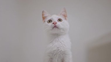 Küçük kızıl benekli beyaz kedi yavrusu zıplar ve ilginç bir şekilde beyaz arka planda oynar, 4K ağır çekim