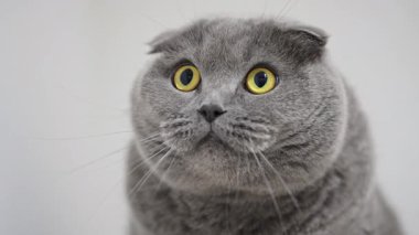 Büyük sarı gözlü Gri İskoç Katlanan kedisi şirin bir makro çekimde şaşkınlığını ifade eder