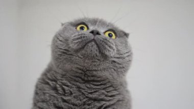 Komik İskoç Katlanan kedisi, açık sarı gözlü, şaşkın ve anlamlı görünüyor.