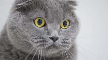 Sevimli İskoç Katlanan kedisi sarı gözlerle bakar, makro çekimde şaşkınlık gösterir.