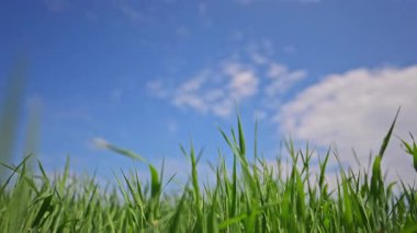 Yavaş çekim çimenli çayır ve mavi gökyüzü, mükemmel doğal dinginlik