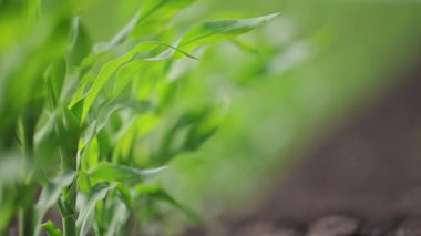 Yeni mısır bitkileri rüzgarla nefes alıyor.