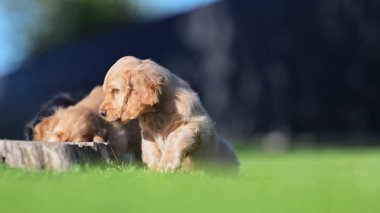 Tatlı cocker spaniel köpekleri taze yeşil çimlerde ağır çekimde birlikte oynuyorlar. Şirin ve komik köpekler 4K sinematik kalitede doğanın tadını çıkarıyor