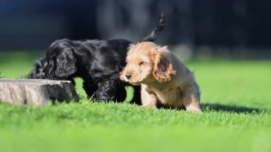 Küçük yavruların ailesi dışarıda oyun oynuyor. Yeşil çimenler, yaz atmosferi ve 4K 'de sevimli köpek eğlencesi.