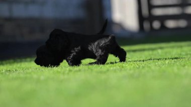 Sevimli cocker spanyelleri çimenlerde koşup zıplıyorlar.