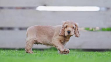 Tatlı cocker spaniel köpek yavruları yavaş çekimde yeşil çimlerde oynuyorlar.