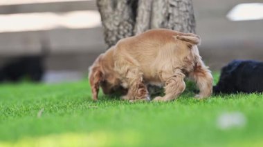 Güneşli bir çimenlikte birbirini kovalayan sevimli spanyel köpekleri.