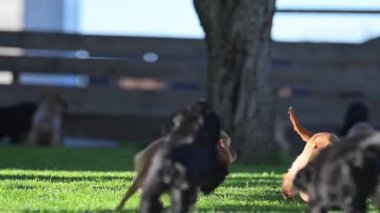 Güneşli yeşil çimlerde özgürce koşan mutlu hayvanlar.